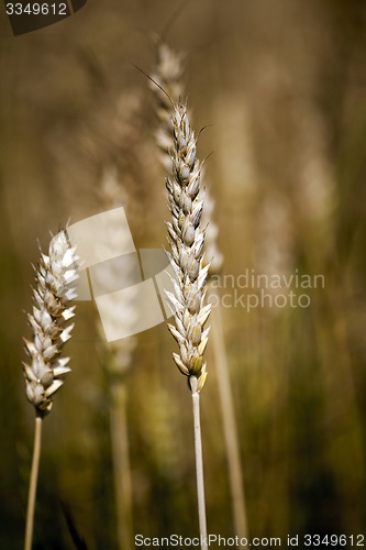 Image of cereals  