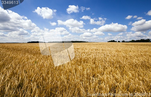 Image of wheat field  