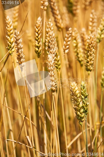 Image of ripened cereals  