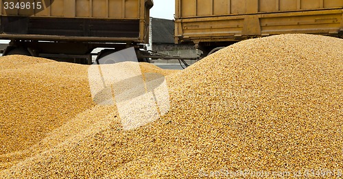 Image of heap corn 