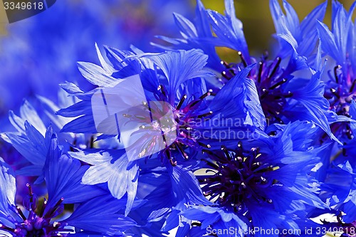 Image of cornflower  