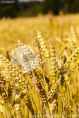 Image of mature cereals  