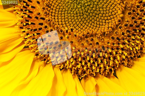 Image of sunflower  