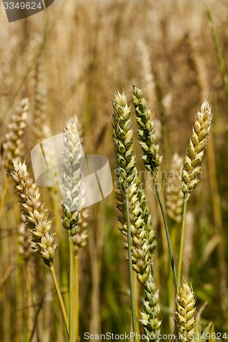 Image of cereals  