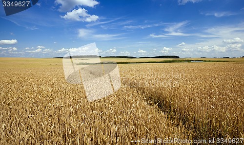 Image of footpath in the field 