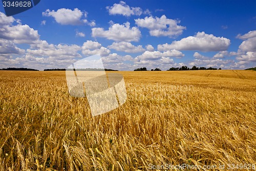 Image of wheat field  