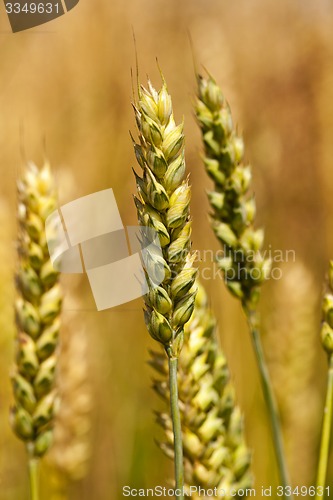 Image of cereals  