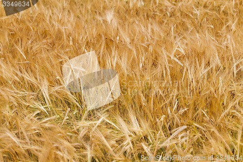 Image of ripened cereals  