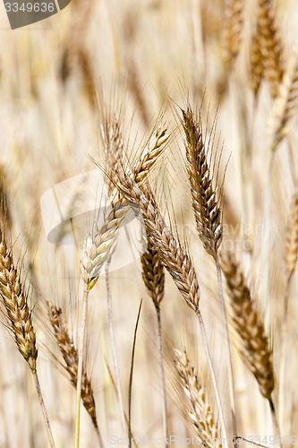 Image of ripened cereals  