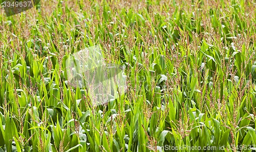 Image of corn field  