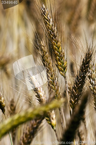 Image of ripened cereals  