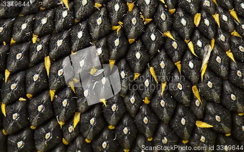 Image of sunflower seeds 