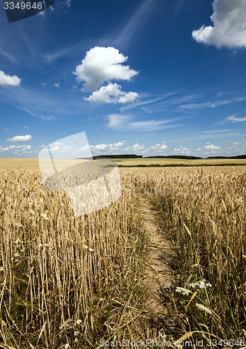 Image of footpath in the field  