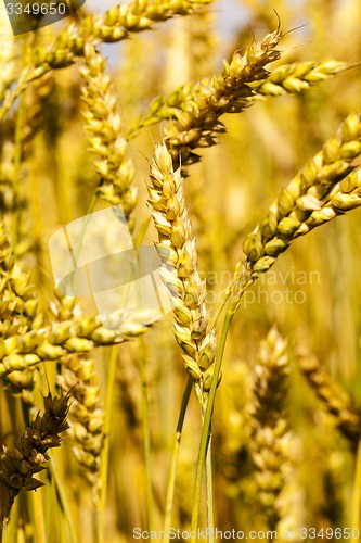 Image of ripened cereals  