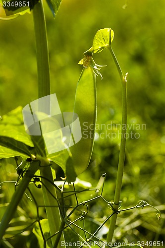 Image of peas sprouts  