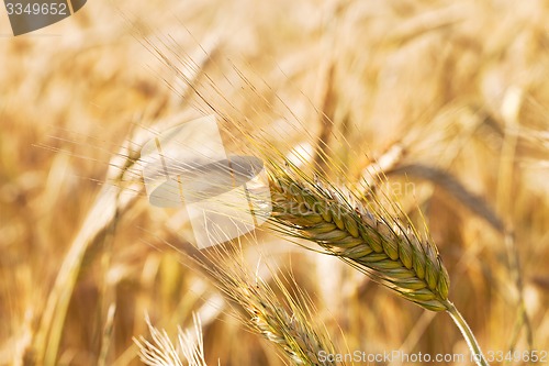 Image of mature cereals  