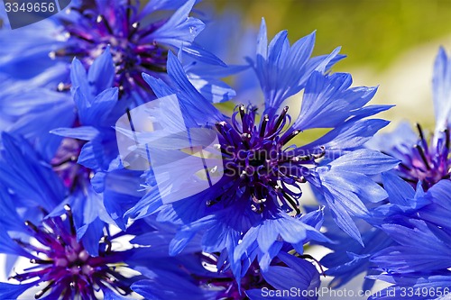 Image of cornflower  