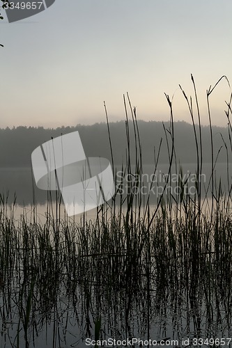 Image of canes. bog 