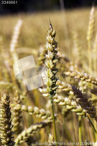 Image of ripened cereals 