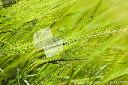 Image of green wheat  