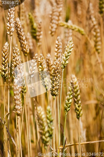 Image of ripened cereals  