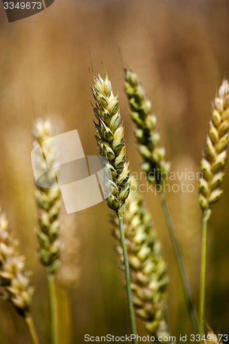 Image of cereals  