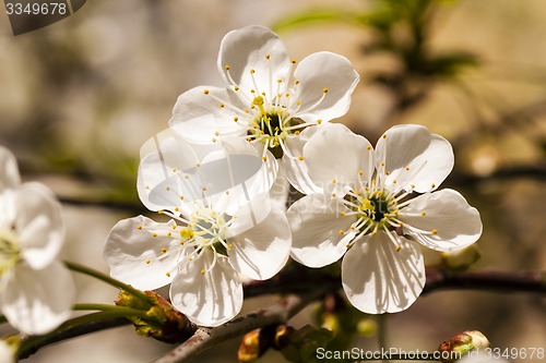 Image of the blossoming tree  