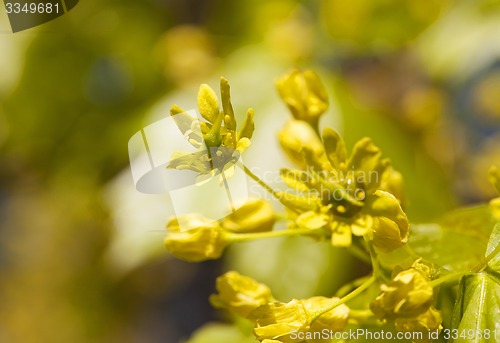 Image of maple flower  