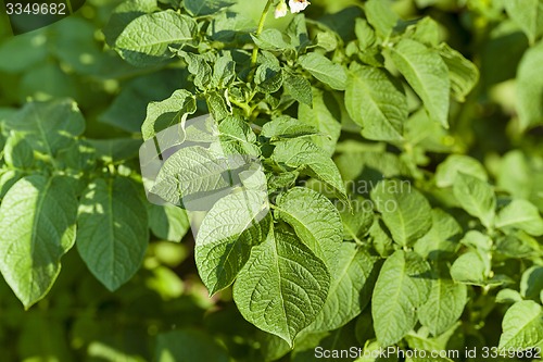 Image of potatoes leaves  