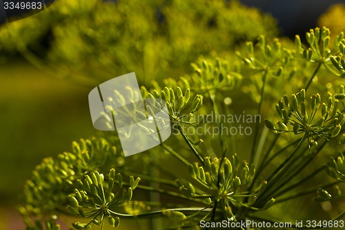 Image of green fennel 