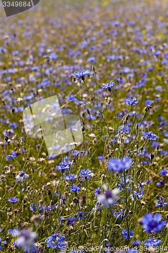 Image of cornflowers 