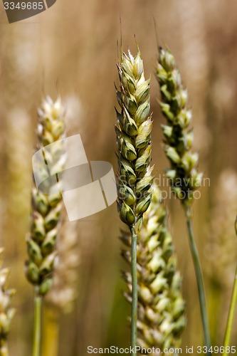 Image of cereals  