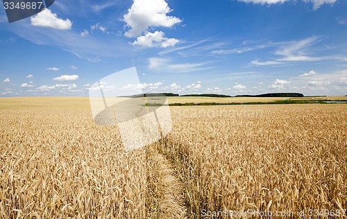 Image of footpath in the field  