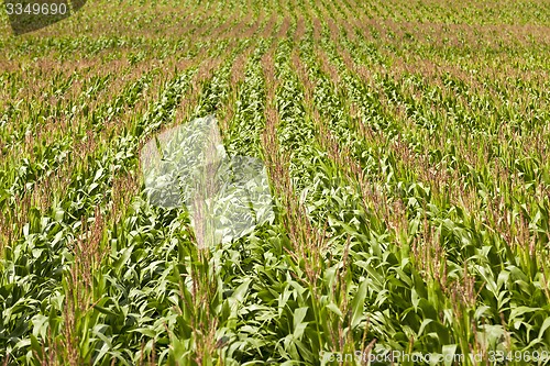 Image of corn field  