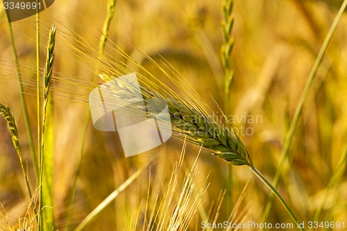 Image of wheat ear 