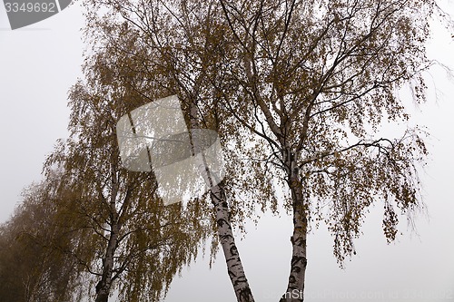 Image of birch  