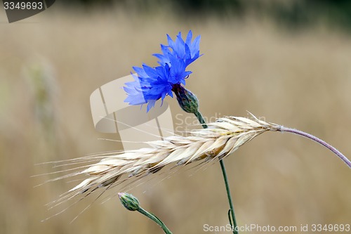 Image of cornflower 