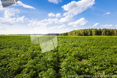 Image of potato field  