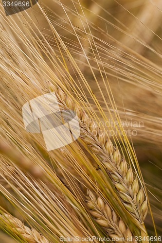 Image of ripened cereals  