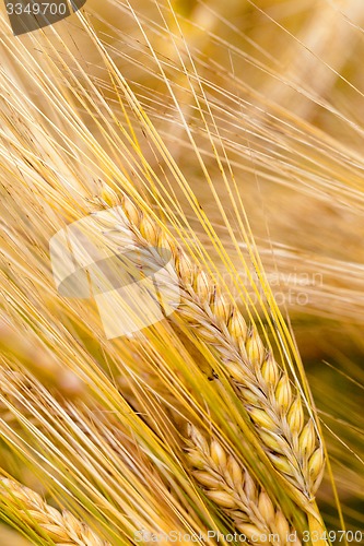 Image of mature cereals  