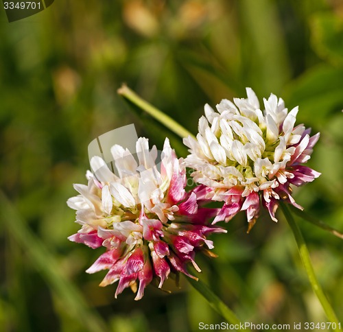 Image of clover. flower 