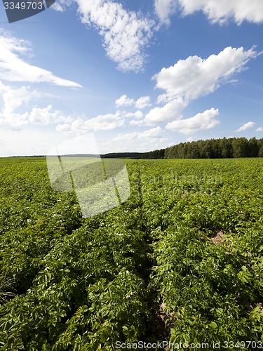 Image of potato field  