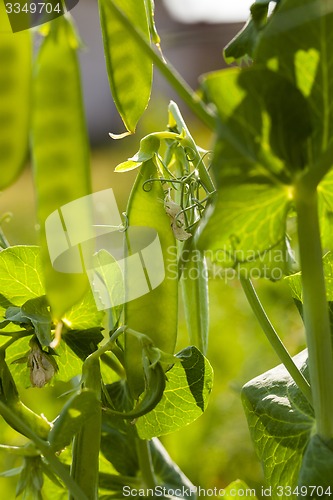 Image of peas sprouts  