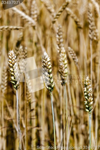 Image of cereals  