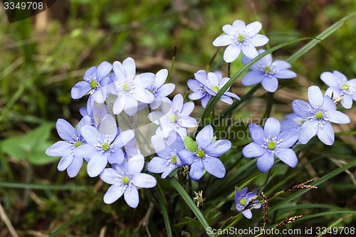 Image of spring flowers  