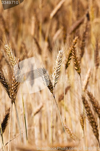 Image of mature wheat  