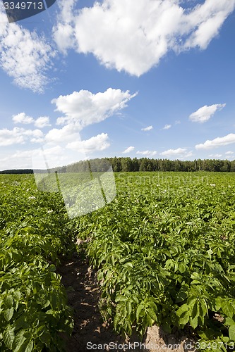 Image of potato field  