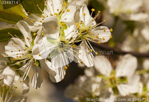Image of the blossoming tree  