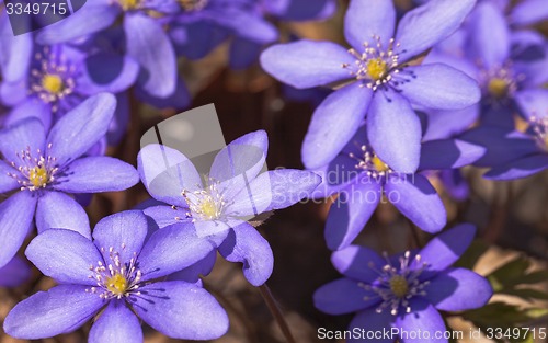 Image of spring flowers 