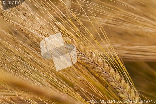 Image of ripened cereals  